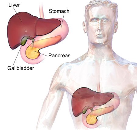 pancreas-human-body