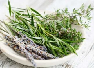 medicinal-herbs