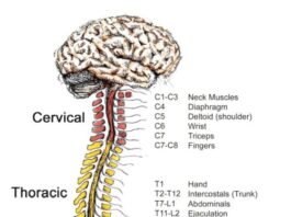 Spinal-Cord