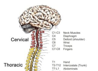Spinal-Cord